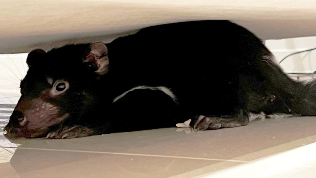 Tasmanian Devil