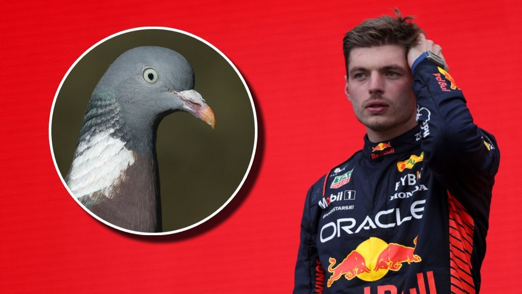 Verstappen-bird