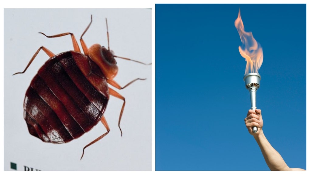 bedbugs olympics