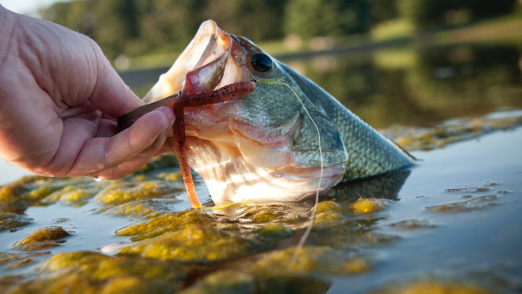 Cheating Fishermen Receive Prison Sentences After Pleading Guilty