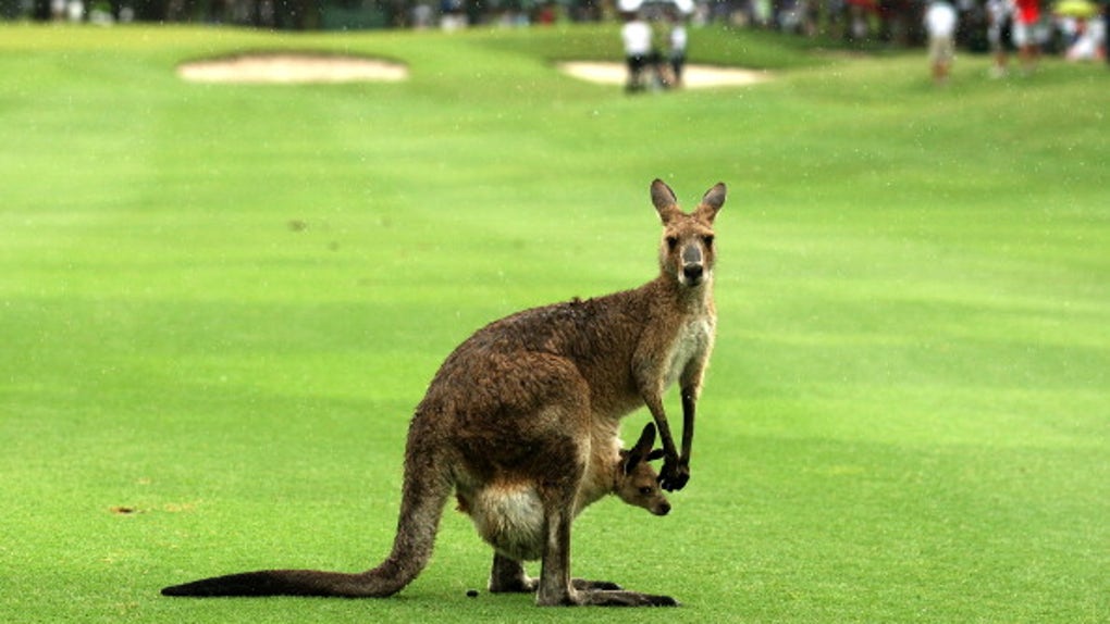 kangaroo
