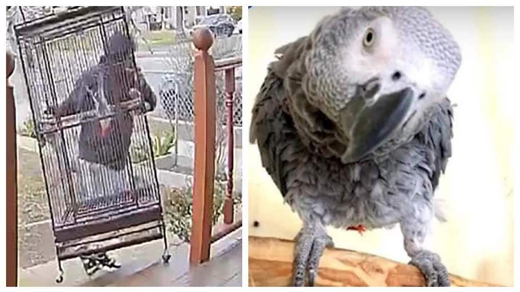 luna the parrot