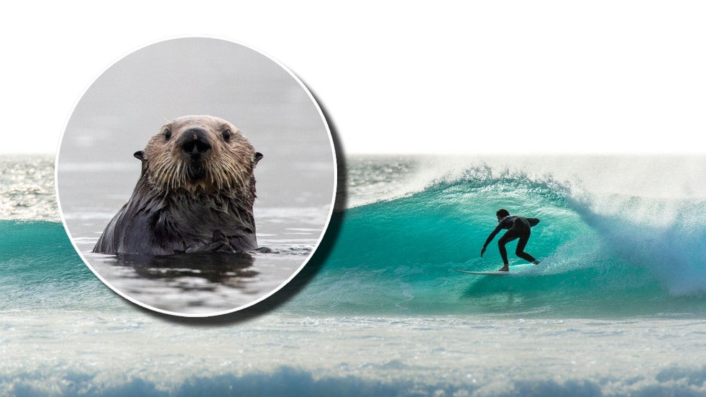 d8ce8b79-otter-stealing-surfers-boards