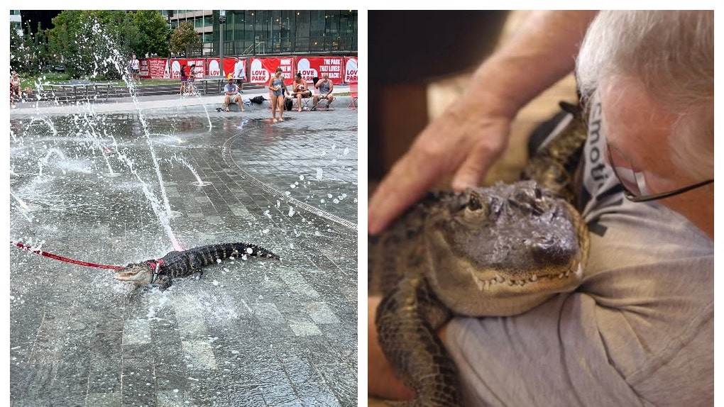 pet gator