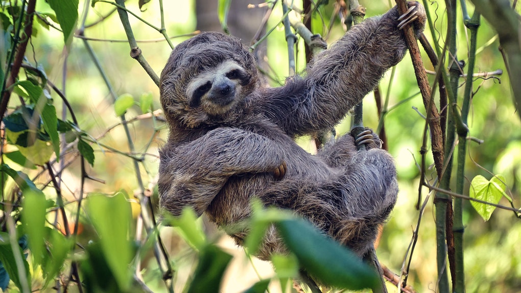 06341256-Sloth baby resting on the top of a tree