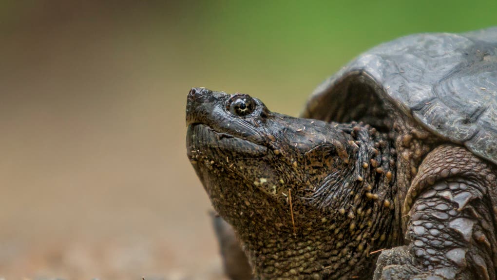 0701165f-Snapping Turtle head, close up