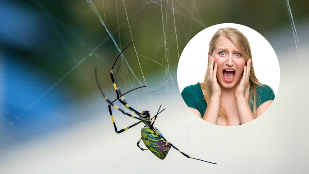 586b9beb-spider