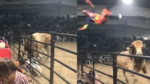 Bull launches rodeo clown into stands video