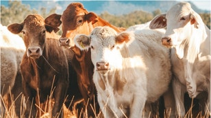 Cowboy rescues stranded calf in awesome viral video. (Credit: Getty Images)