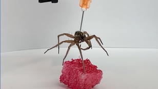 Dead robot spider grabbing a sponge