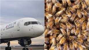 081c40c0-Delta-Bee-swarm
