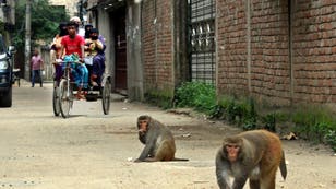 Primates That Live In Gandaria Are Attraction For Tourists