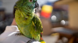 5342d427-Parrot carried on the shoulder, outdoors, attached to the partner .