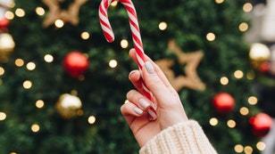 Hand of Caucasian woman holding candy cane near Christmas tree