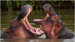 A massive hippo gave some photographers the scare of a lifetime while snapping some pictures in Africa. Watch the video from Botswana. (Credit: Getty Images)