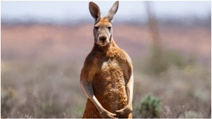 A man in Australia fought a kangaroo that was attempting to drown his dog. Watch the incredible video of the incident. (Credit: Getty Images)