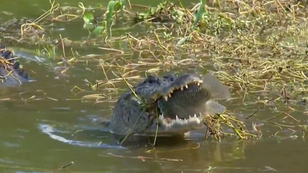 Latest Happy Gilmore, News, Rumors, and Articles by OutKick