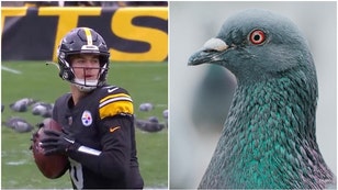 Pigeons and Steelers