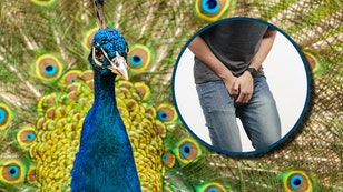 peacock-vasectomy