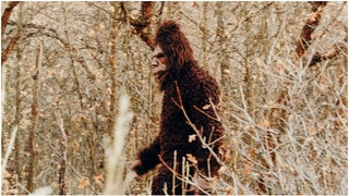 An incredible video allegedly showing Bigfoot in Florida is circulating the web, but it should be treated with extreme caution. (Credit: Getty Images)