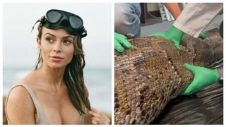 Bikini Model Scientist Rosie Moore Cuts A Five-Foot Alligator Out Of A Burmese Python
