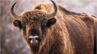 A massive bison hits a car in Yellowstone. (Credit: Getty Images)