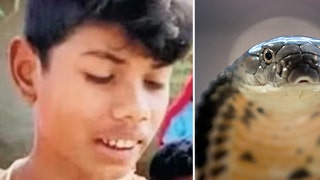 Indiana boy kills cobra by biting it
