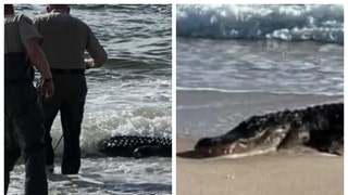 429df5d1-Florida-Alligator-At-The-Beach-1