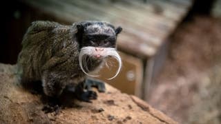 Emperor Tamarin