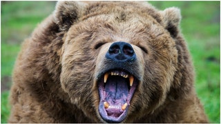 A grizzly bear is believed to have attacked and killed a woman in Yellowstone National Park. What are the details? (Credit: Getty Images)