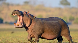 Hippo