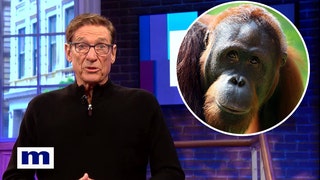 Maury-Povich-orangutan-Denver-zoo
