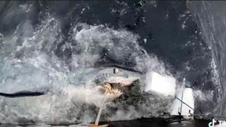 Shark gets hit during struggle. (Credit: Screenshot/TikTok Video https://www.tiktok.com/@keith_poe/video/7110311034442861870)