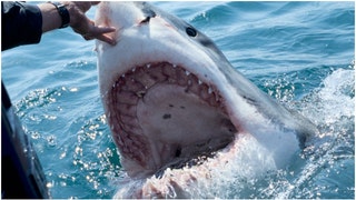 Sharks were swimming near surfers at San Onofre State Beach in San Diego County, California. Watch a video of the incident. (Credit: Getty Images)