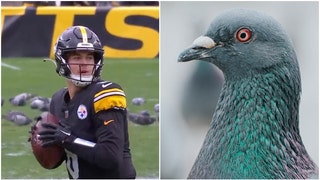 Pigeons and Steelers