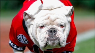 Retired Georgia mascot UGA X (Que) died Tuesday morning, and it's turning the college football world into a puddle. See the reactions. (Credit: Getty Images)