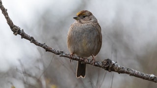 97b57364-Sparrow Perched On A Branch