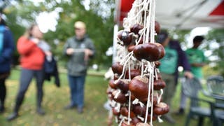 A rack of conkers