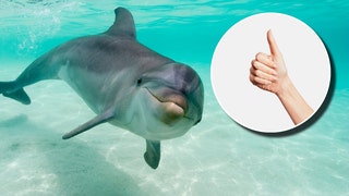 dolphin-thumbs