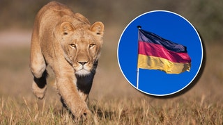 Lioness And German Flag