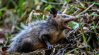 c6edb7f4-COLOMBIA-OPOSSUMS-RESCUE