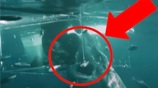 Shark (Credit: Screenshot/YouTube Video https://www.youtube.com/watch?v=ANwP8xC7C2o)