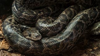 Cops save a man's life from a snake (Photo by: Arterra/Universal Images Group via Getty Images)