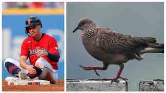 WILL BRENANN BIRD