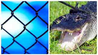 MMA FIGHTER ALLIGATOR