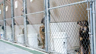 229a549d-Dogs Awaiting Adoption