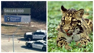 Clouded leopard escapes Dallas Zoo.