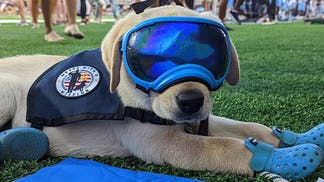old-dominion-hudson-dog-virginia-sideline
