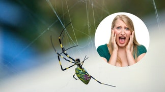 586b9beb-spider