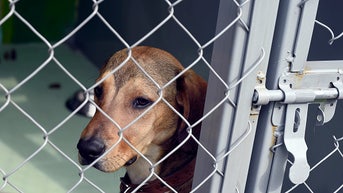 gettyimages-822117808-594x594